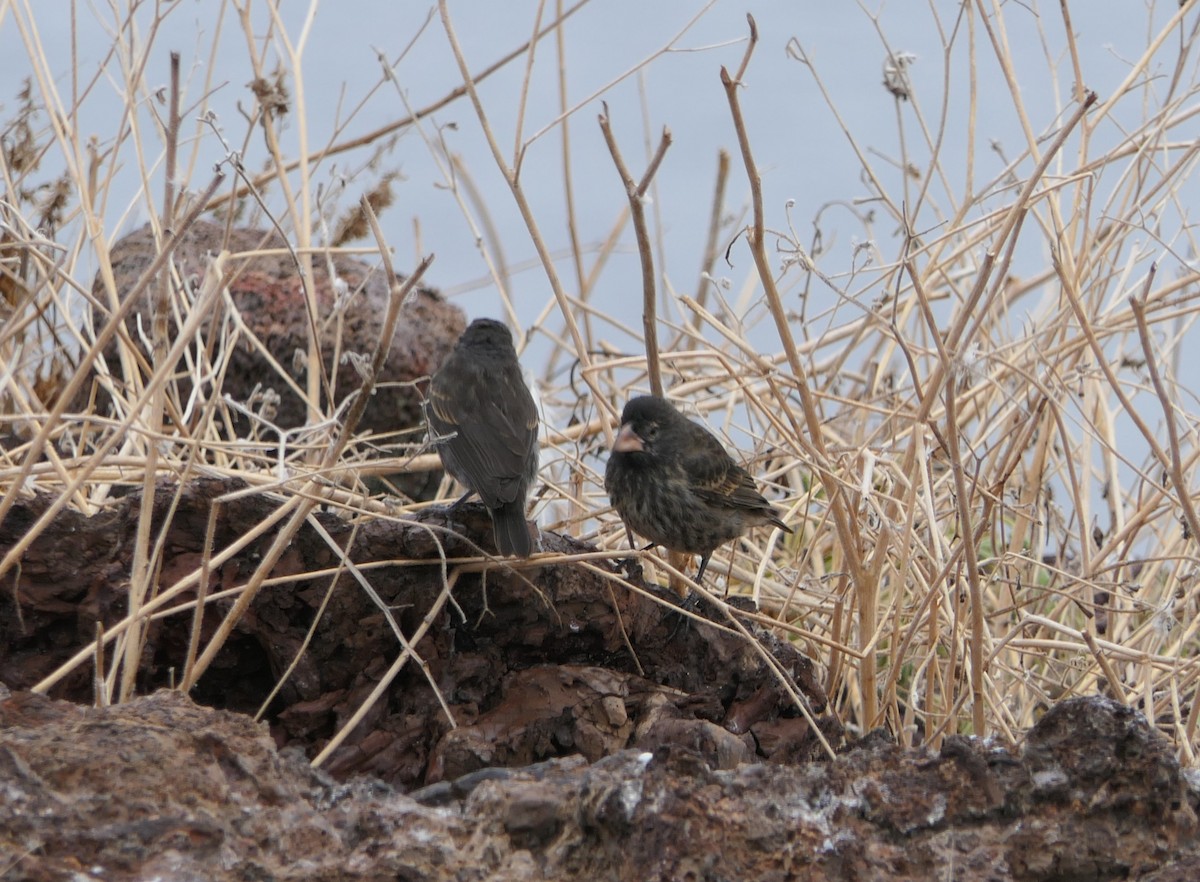 Genovesa Cactus-Finch - ML640060761