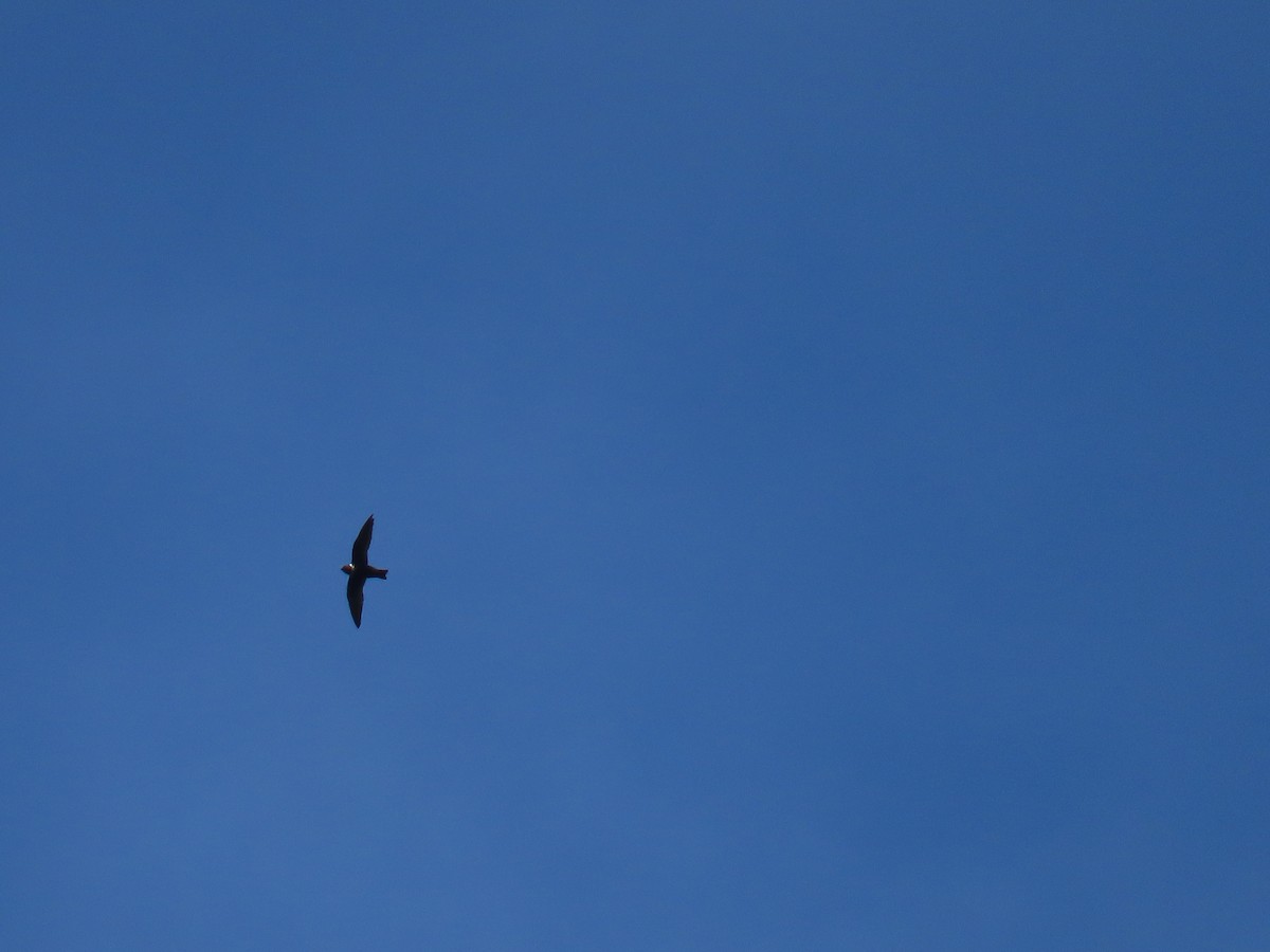 White-collared Swift - ML640060769