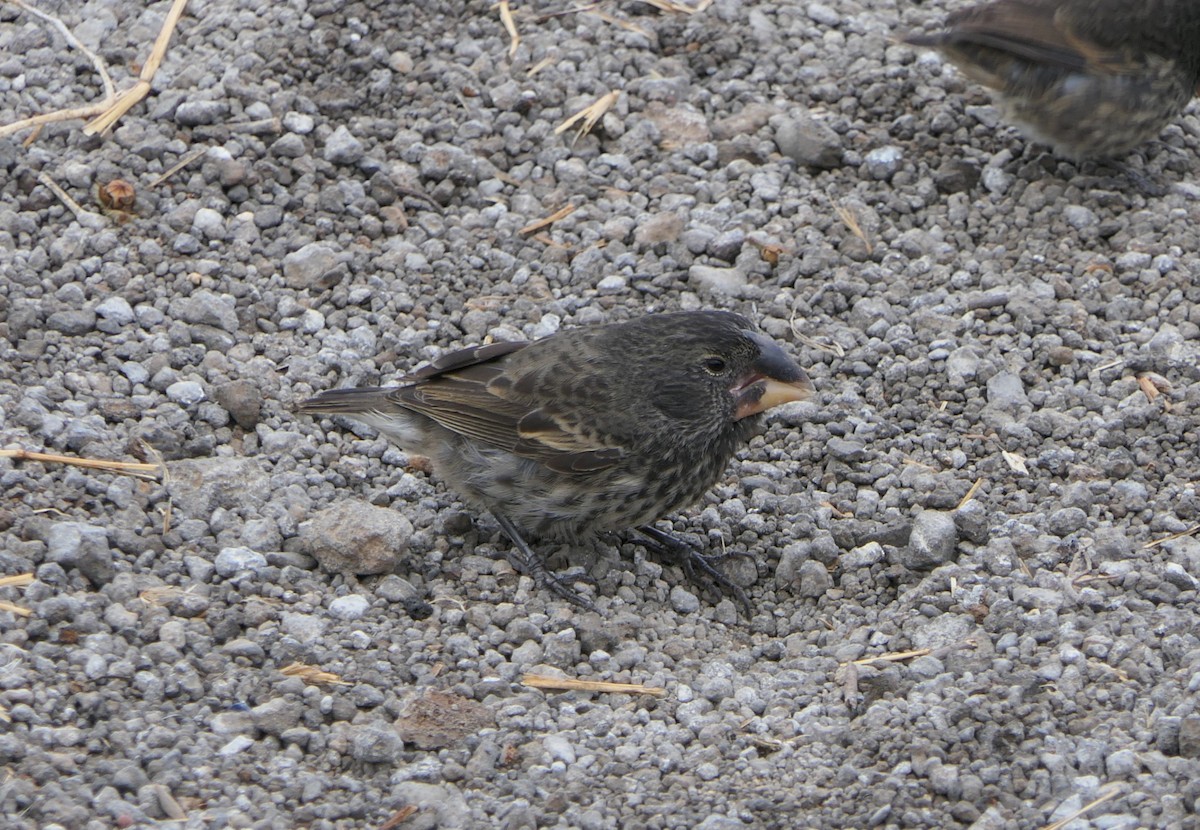 Large Ground-Finch - ML640060775