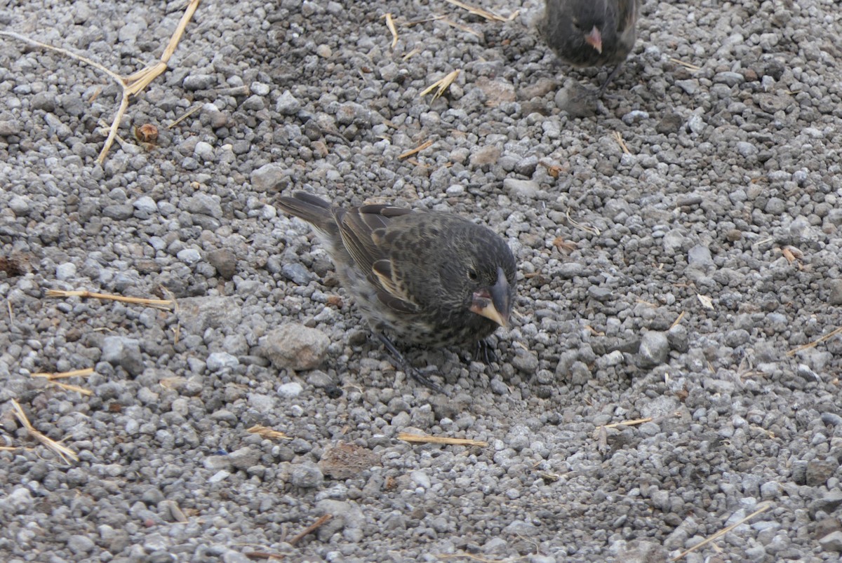 Large Ground-Finch - ML640060777