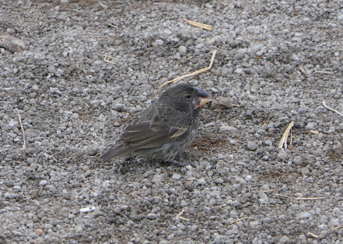 Large Ground-Finch - ML640060782