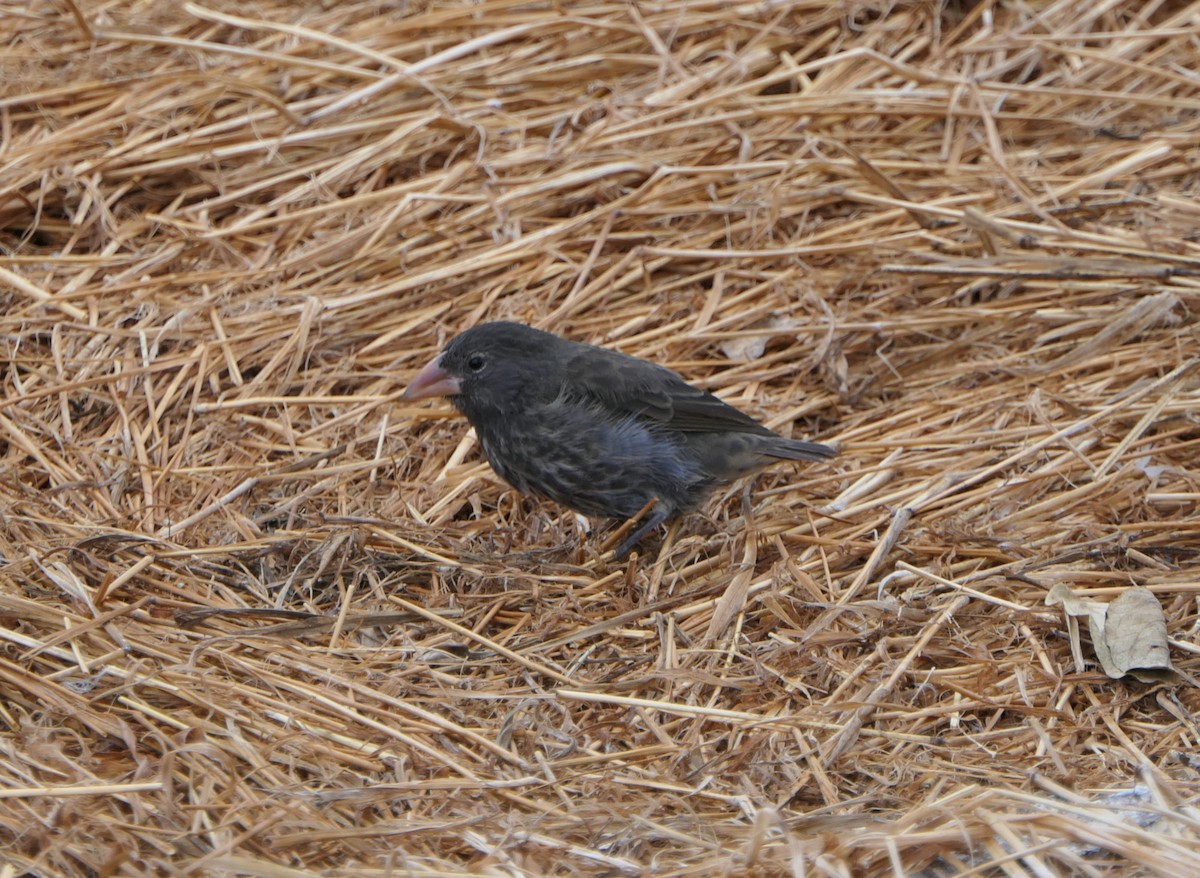 Genovesa Cactus-Finch - ML640060789
