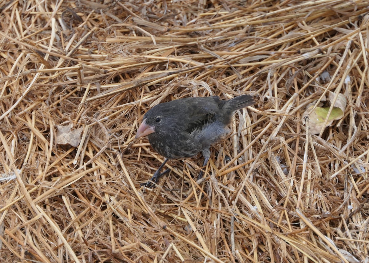 Genovesa Cactus-Finch - ML640060790
