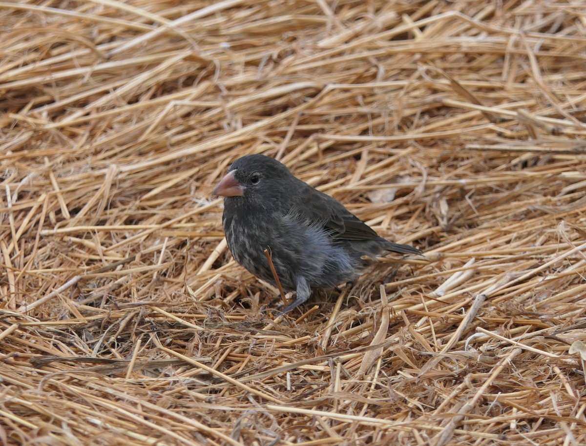 Genovesa Cactus-Finch - ML640060791