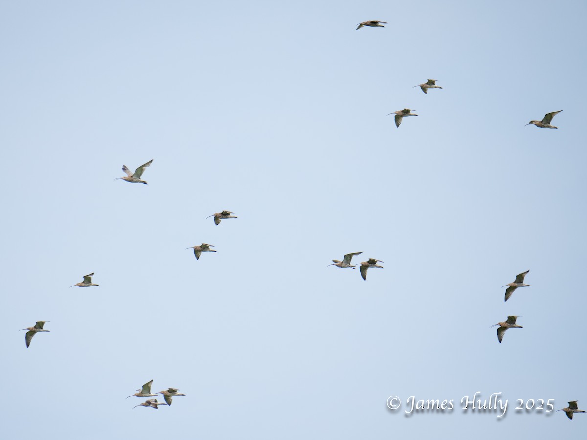 Eurasian Curlew - ML640060866
