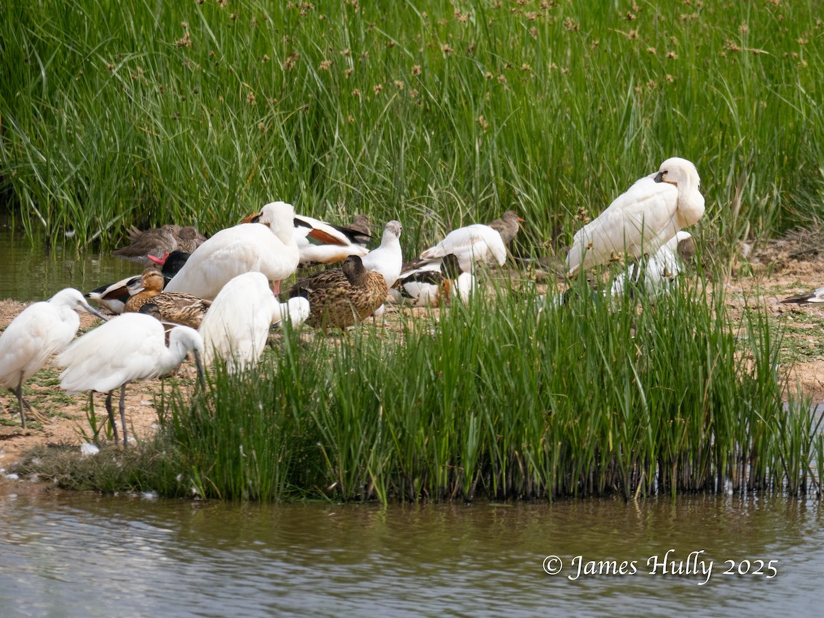 Eurasian Spoonbill - ML640060873