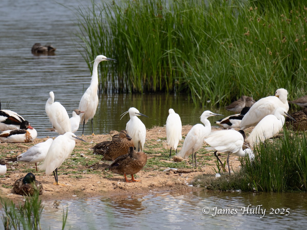 Little Egret - ML640060881