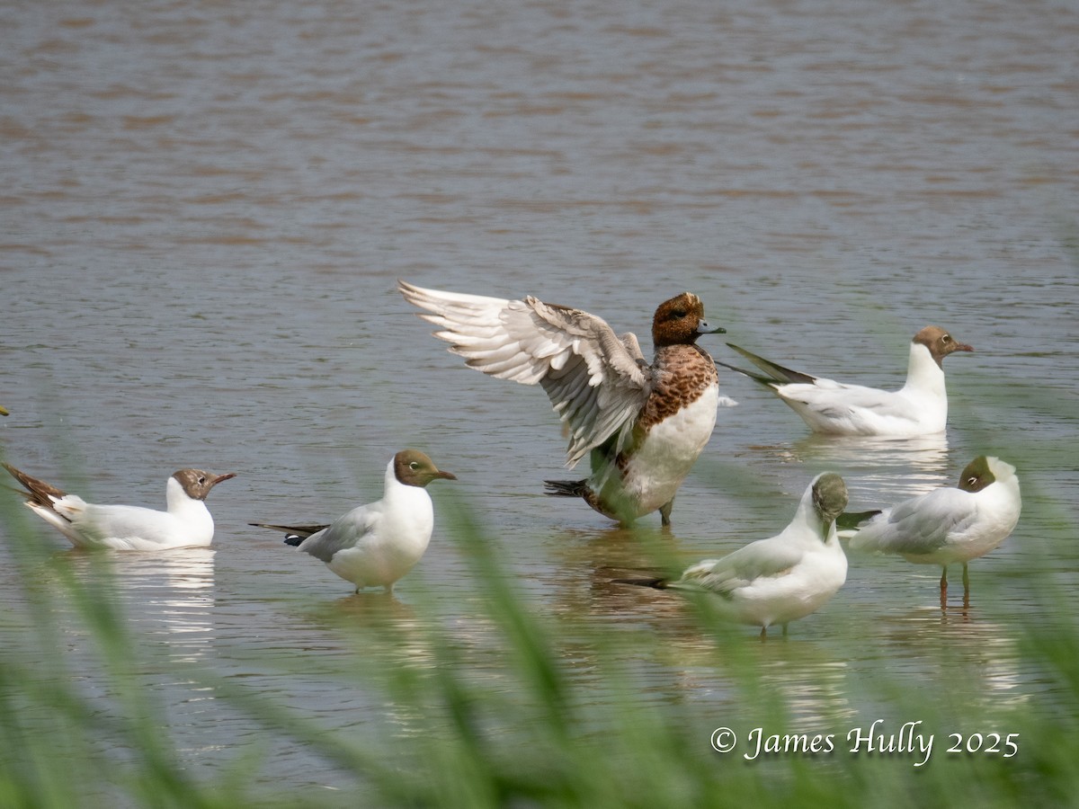Eurasian Wigeon - ML640060884