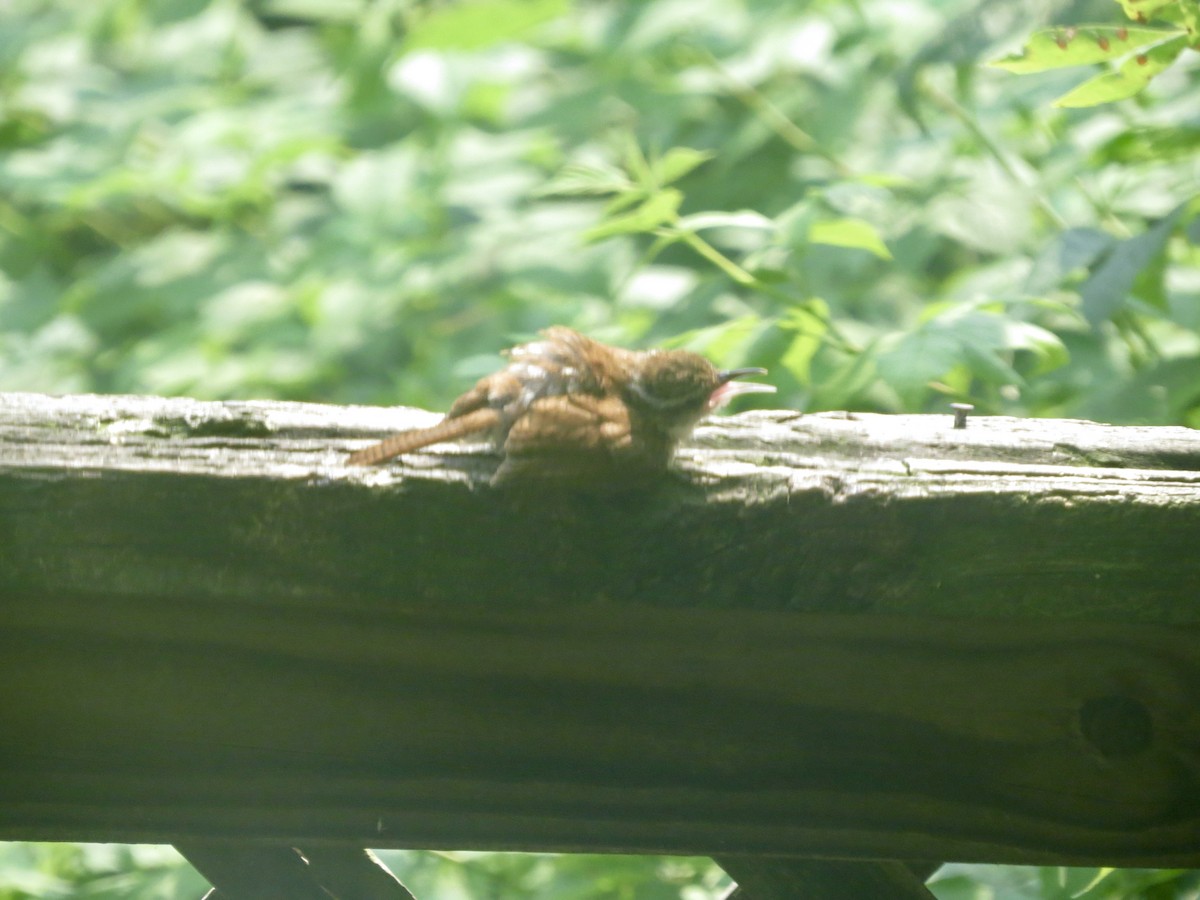 Carolina Wren - ML640060938