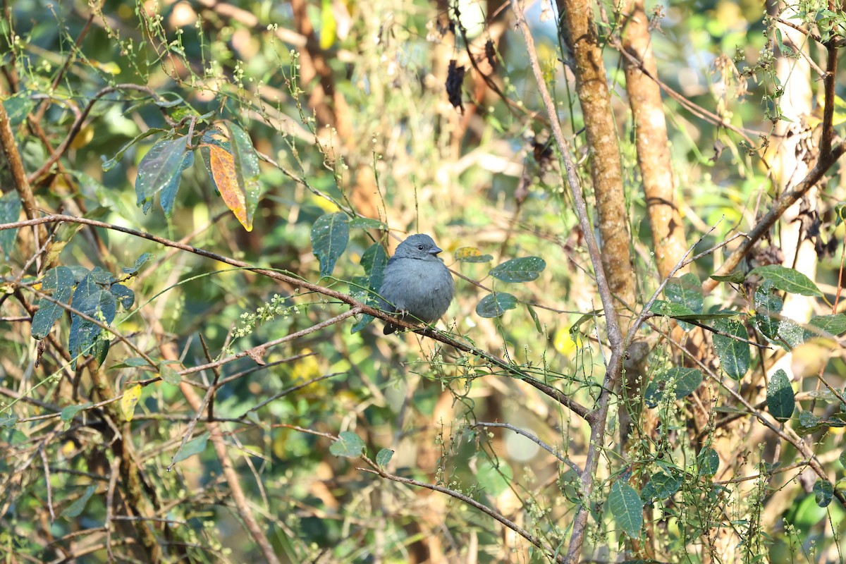 Uniform Finch - ML640060967