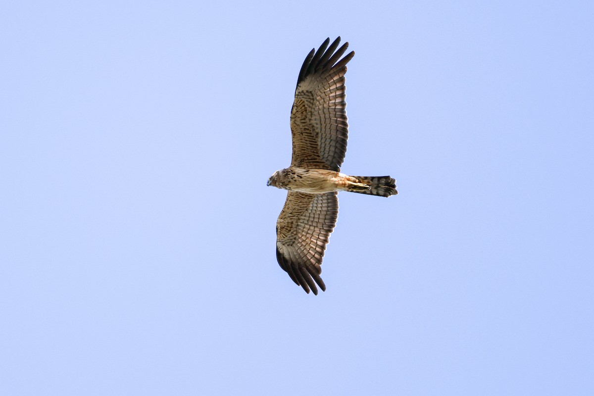 Spotted Harrier - ML640061027