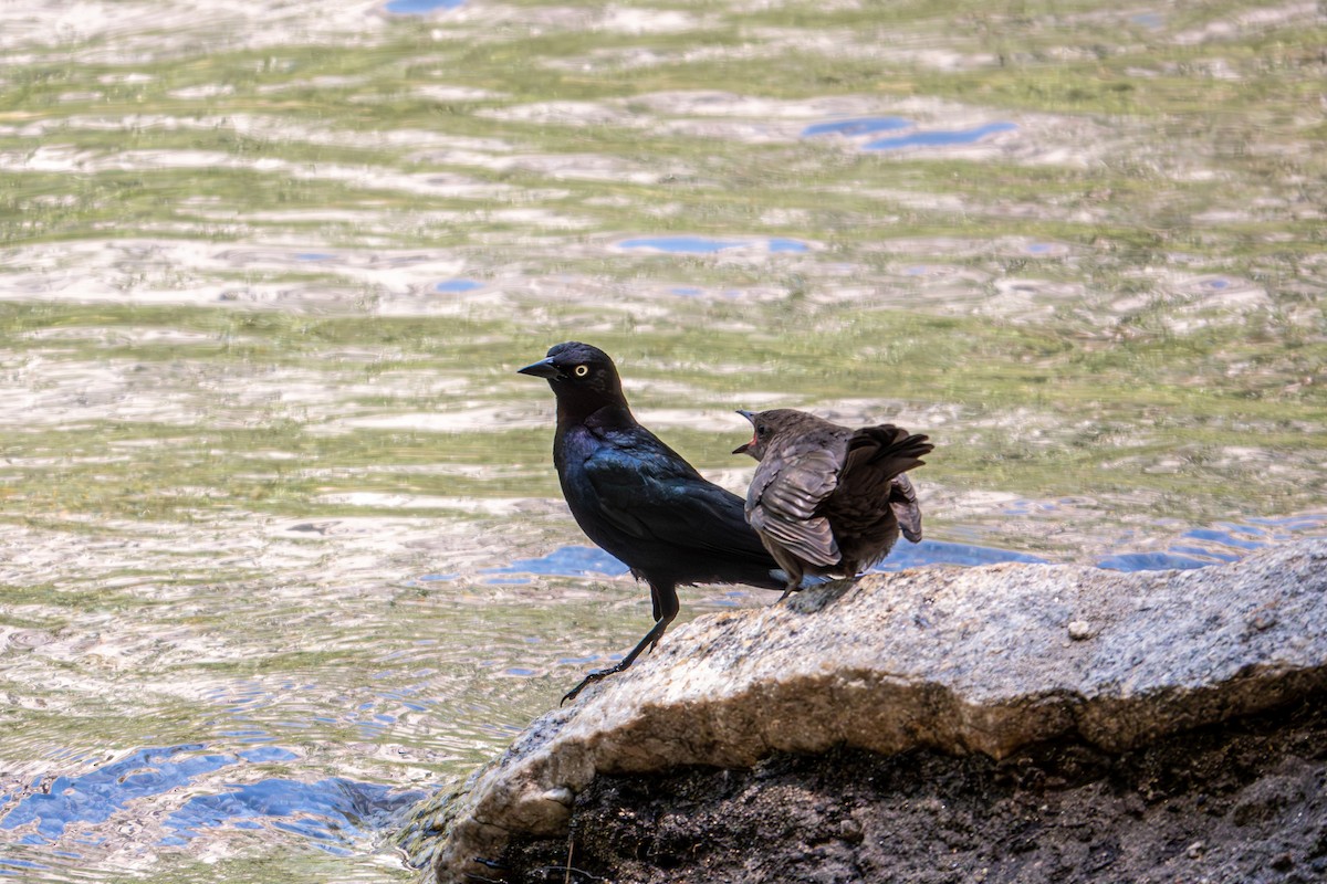 Brewer's Blackbird - ML640061032