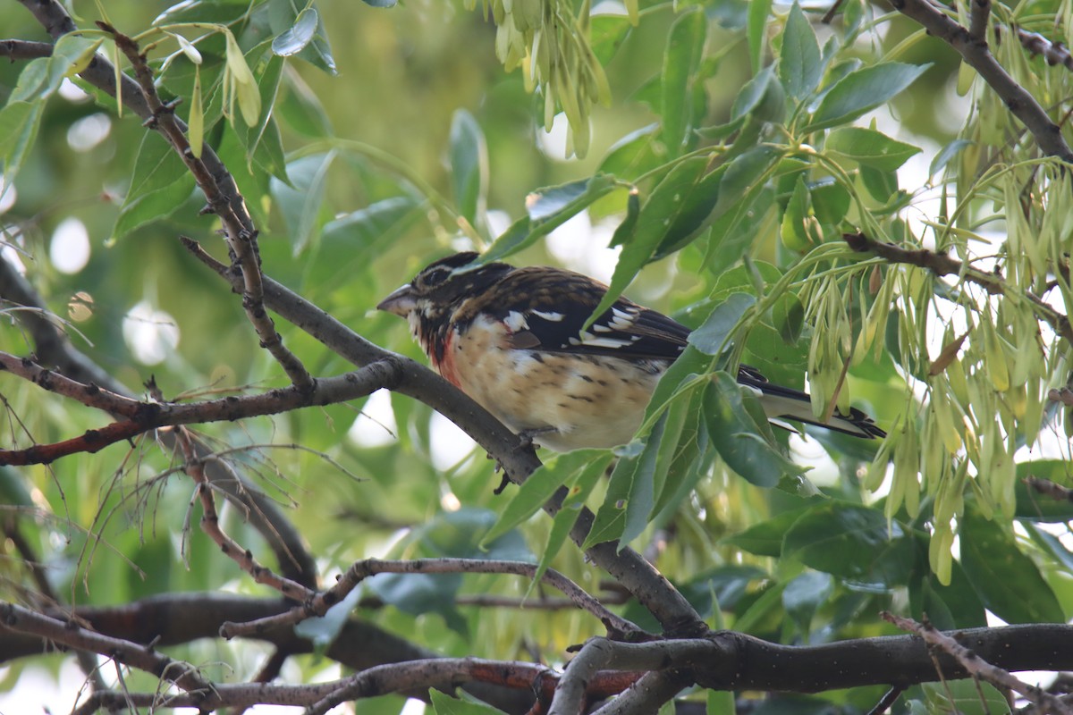 Rose-breasted Grosbeak - ML640061034