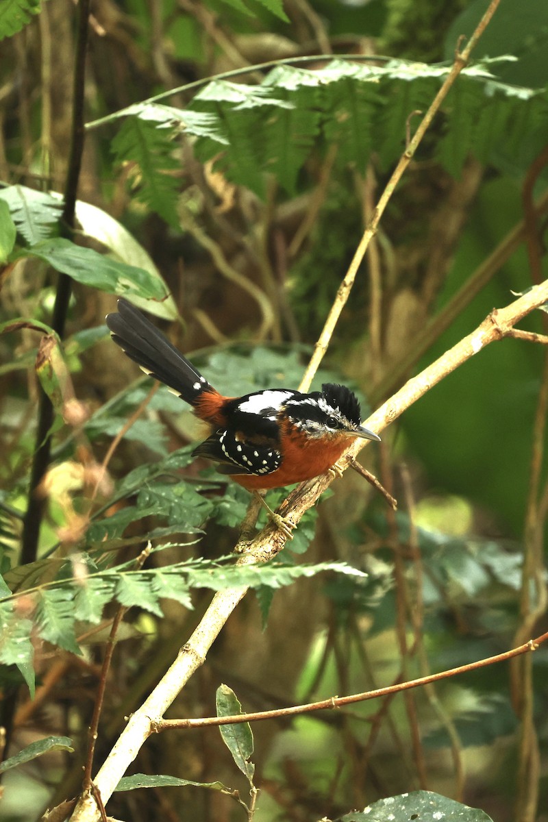 Ferruginous Antbird - ML640061039