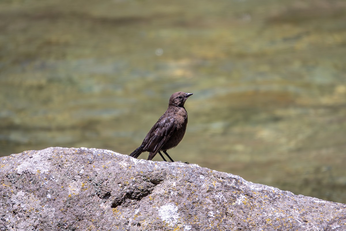 Brown-headed Cowbird - ML640061041