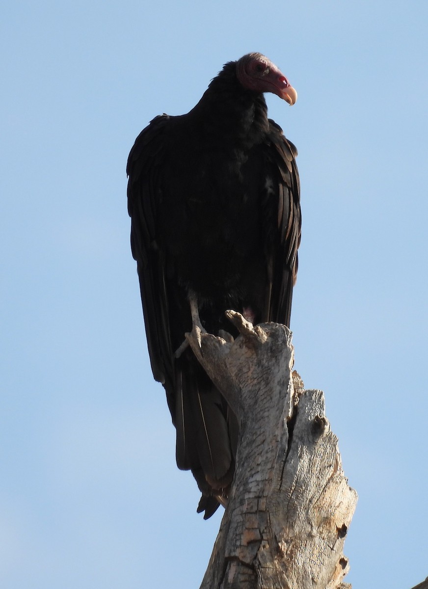 Turkey Vulture - ML640061068