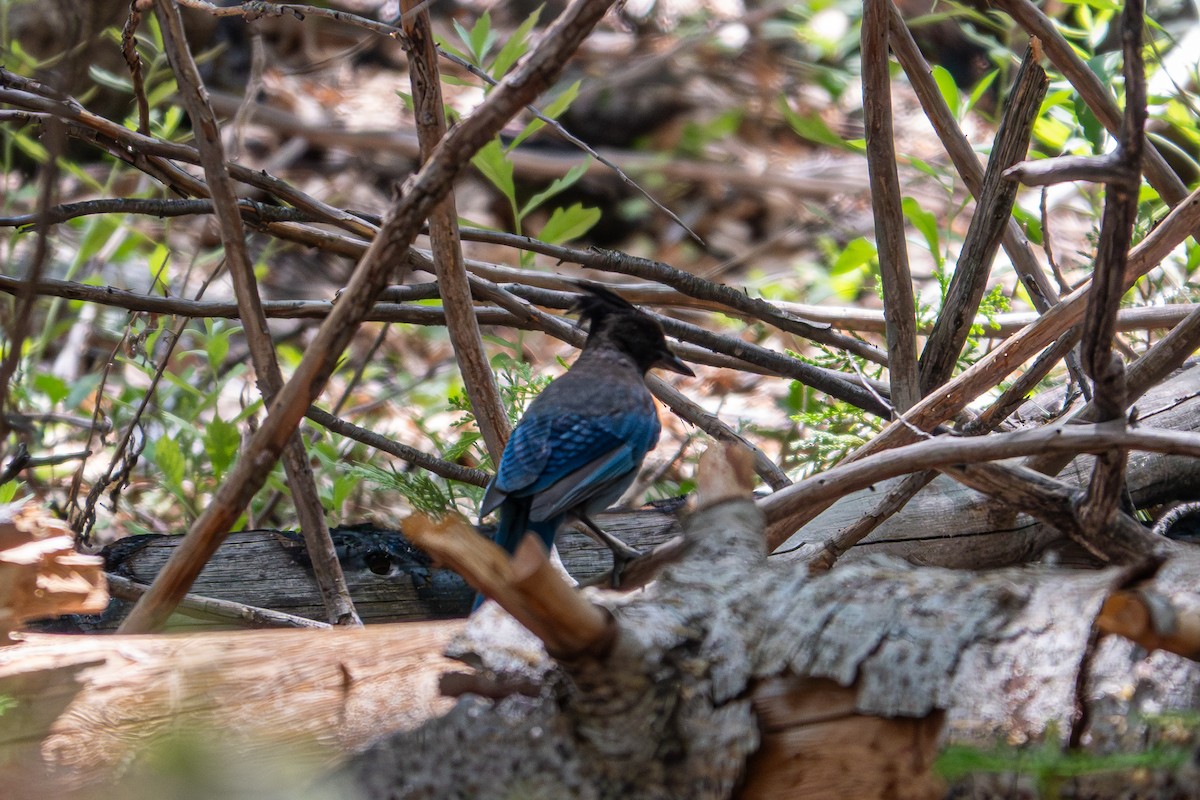 Steller's Jay (Coastal) - ML640061080