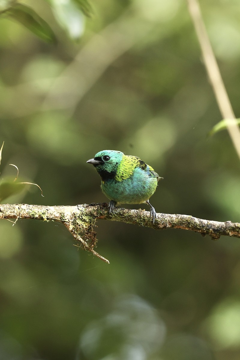 Green-headed Tanager - ML640061082
