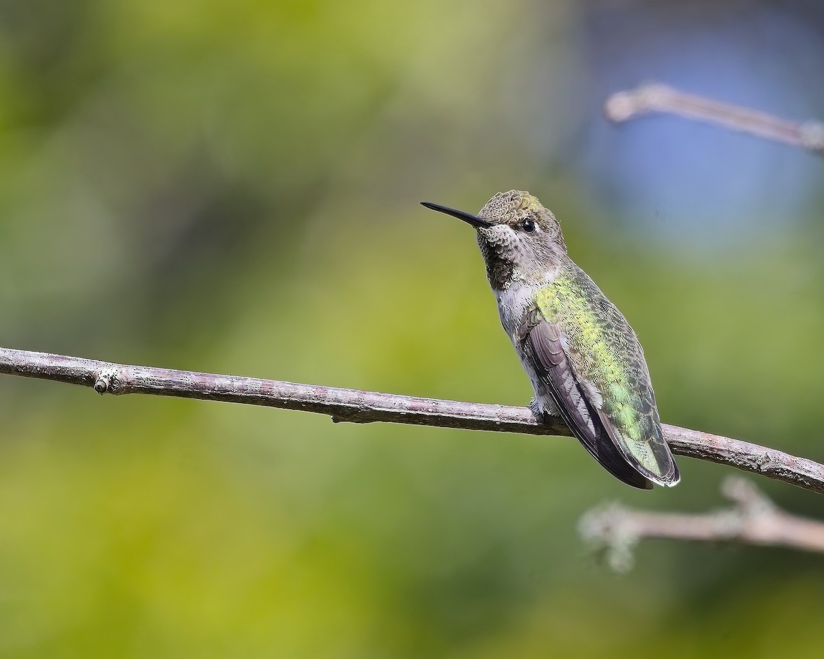 Anna's Hummingbird - ML640061088
