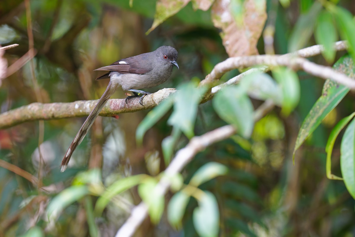 Long-tailed Sibia - ML640061104