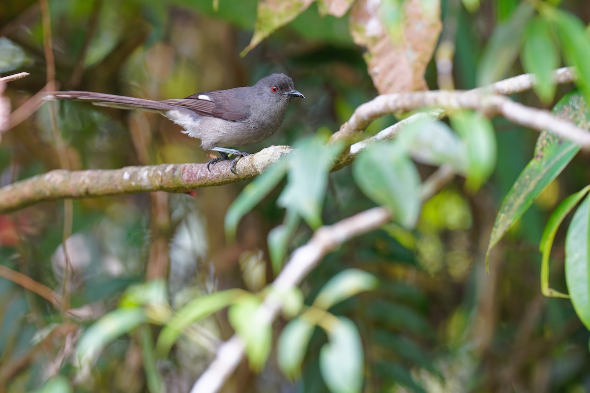 Long-tailed Sibia - ML640061105