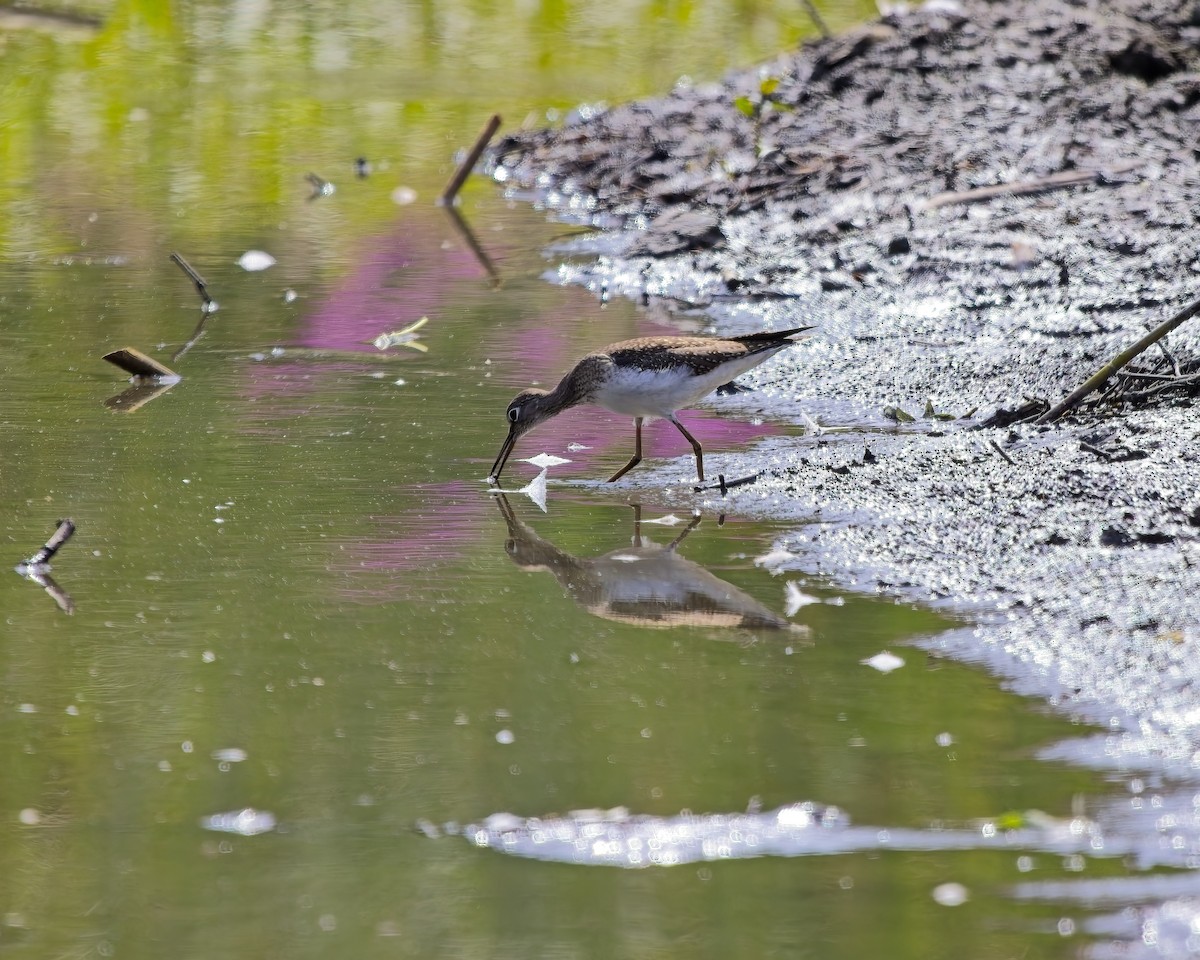 Solitary Sandpiper - ML640061111