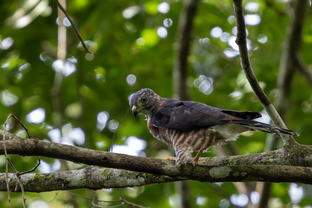 Double-toothed Kite - ML640061143
