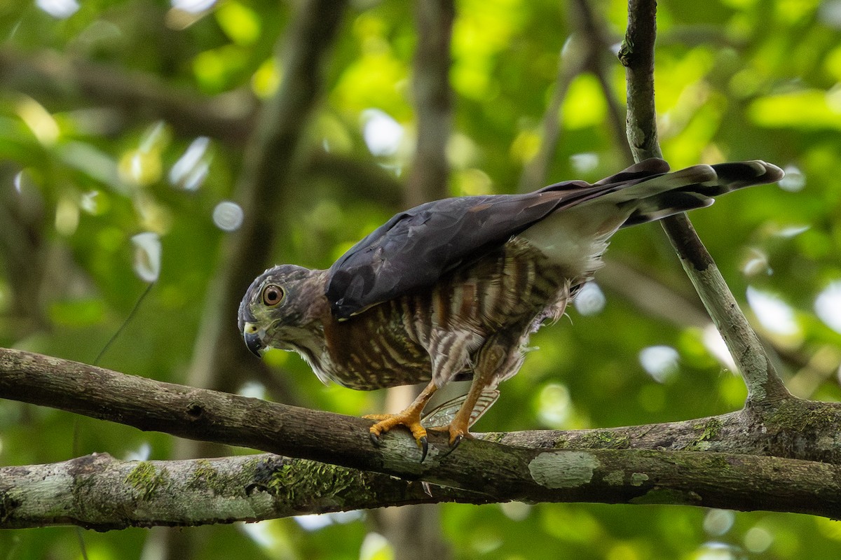 Double-toothed Kite - ML640061151