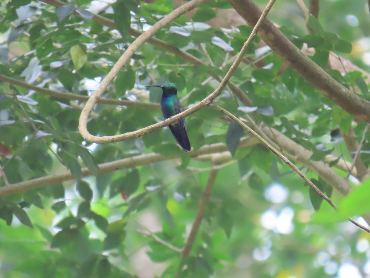 Green-breasted Mango - ML640061165