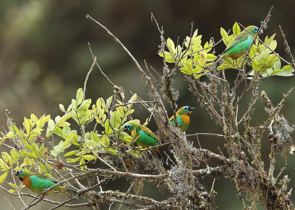 Brassy-breasted Tanager - ML640061186