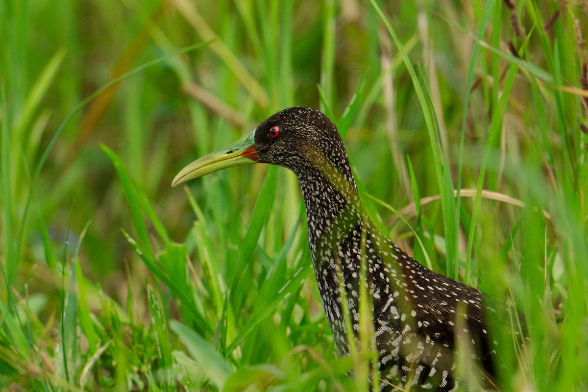 Spotted Rail - ML640061207