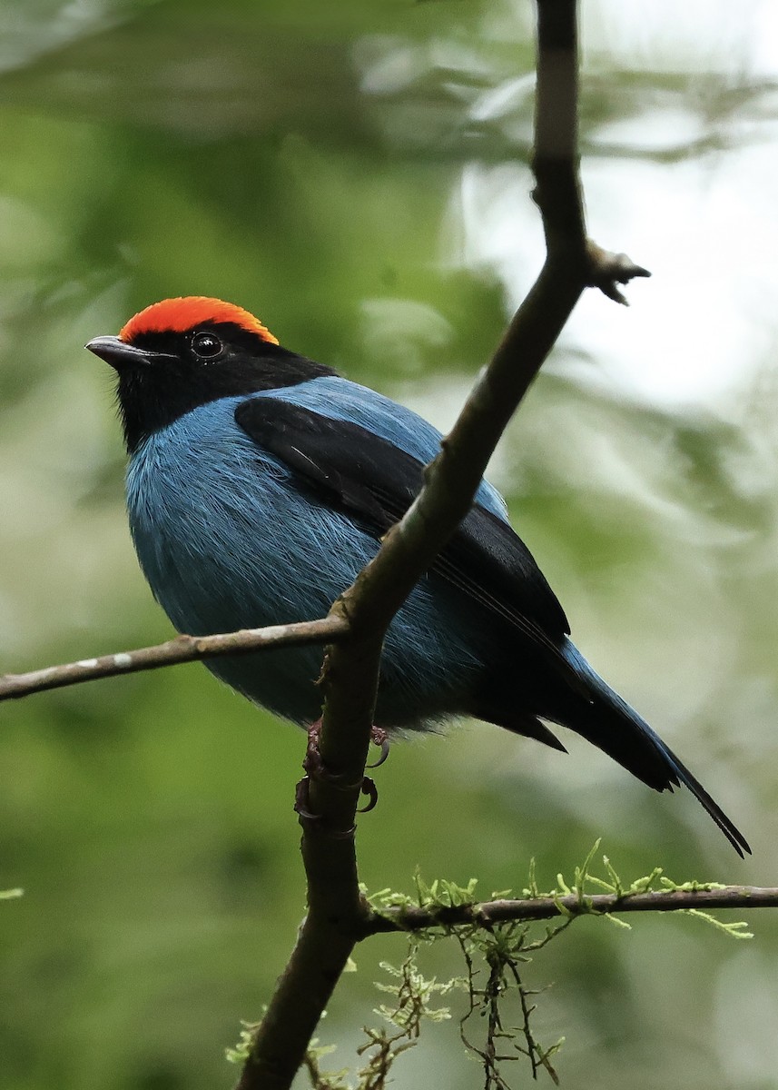 Swallow-tailed Manakin - ML640061226