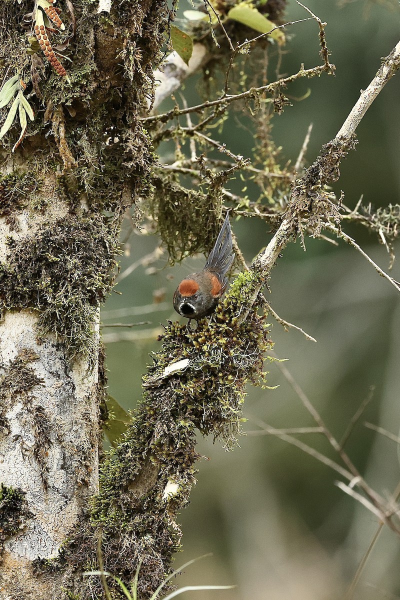 Spix's Spinetail - ML640061248