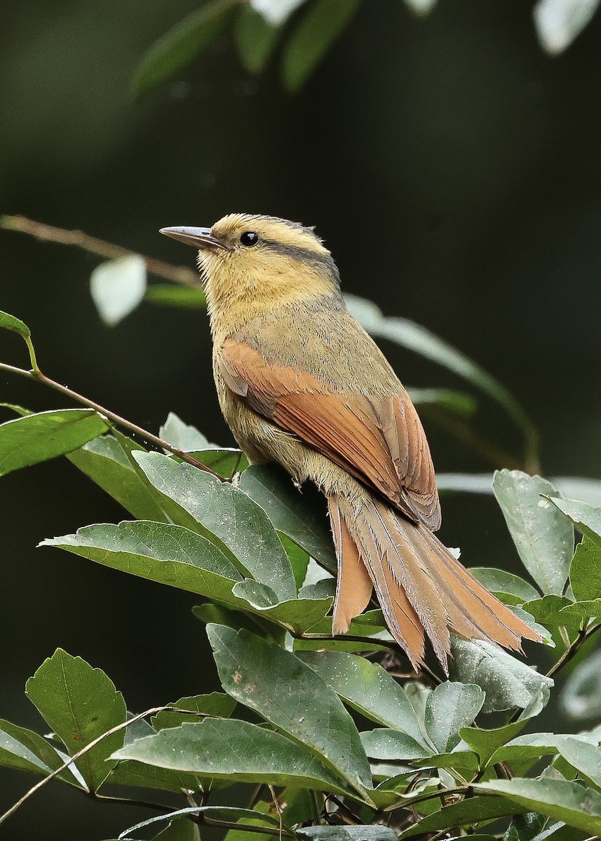 Buff-fronted Foliage-gleaner - ML640061260