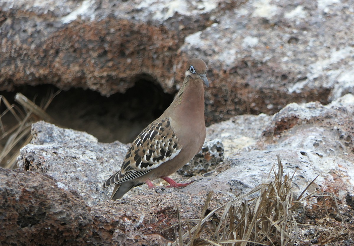 Galapagos Dove - ML640061274