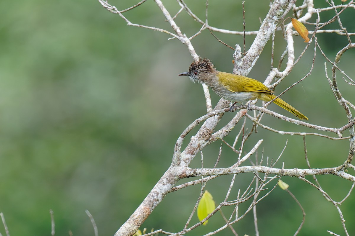 Mountain Bulbul - ML640061299