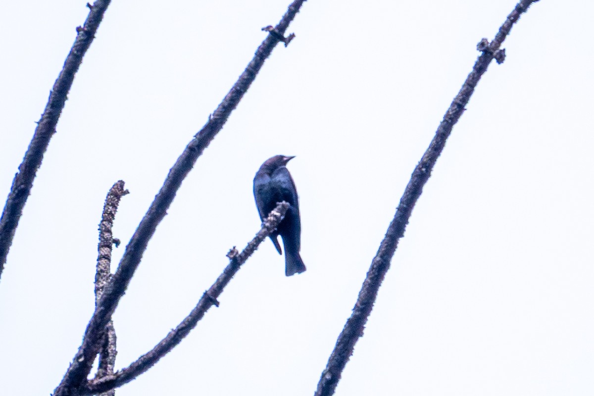 Brown-headed Cowbird - ML640061363