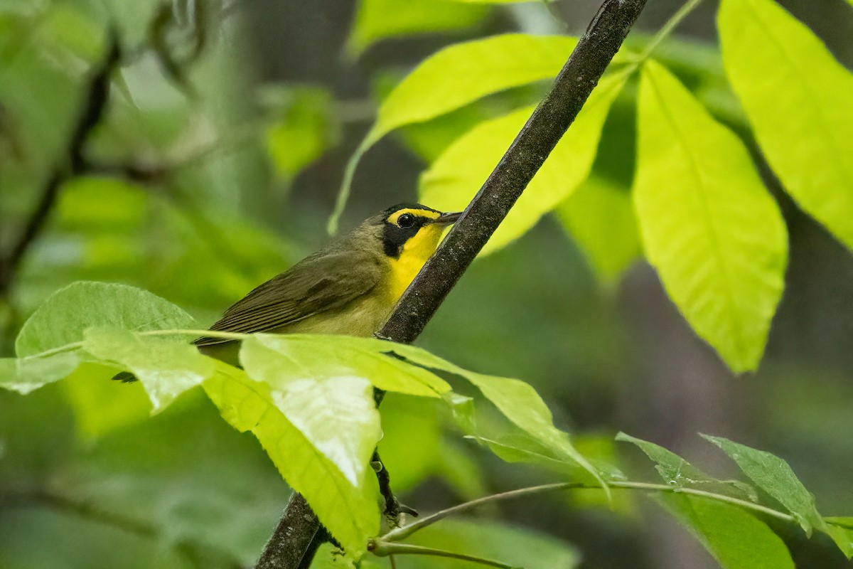 Kentucky Warbler - Kalpesh Krishna