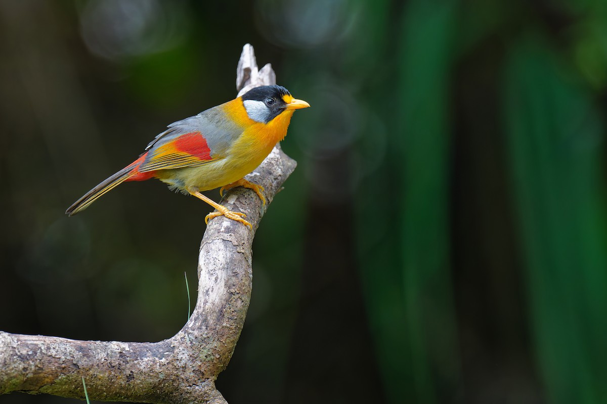 Silver-eared Mesia (Silver-eared) - ML640061416