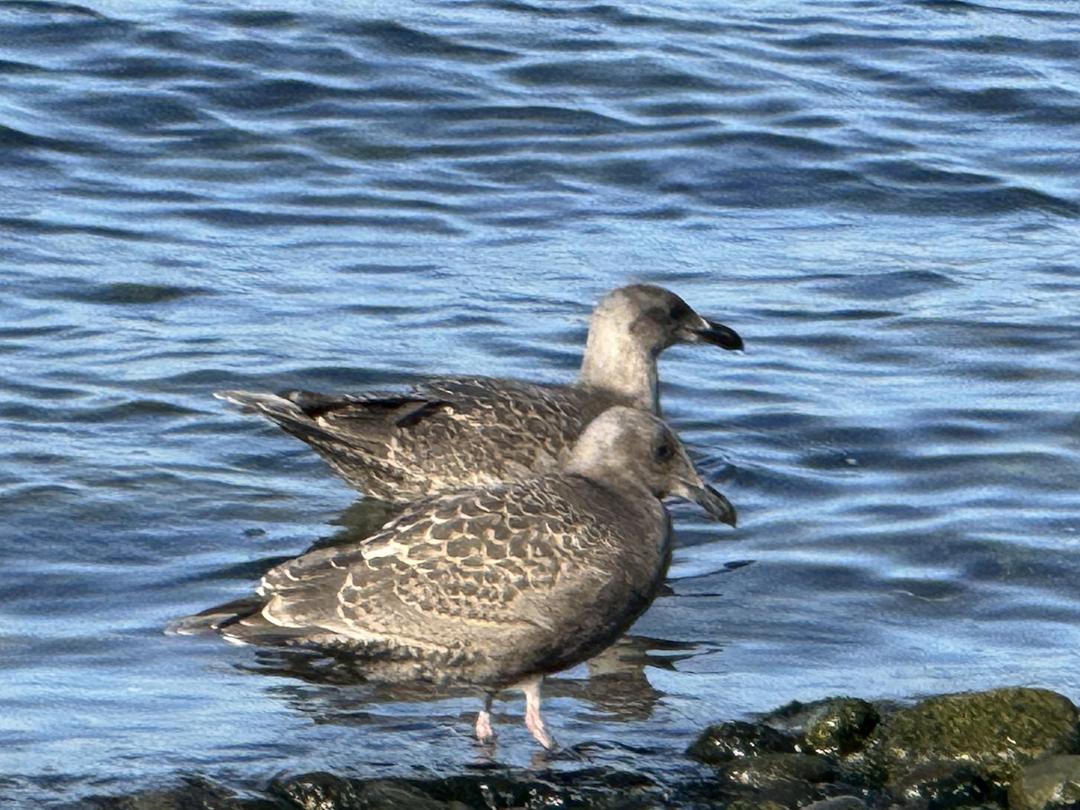 goéland ou mouette sp. - ML640061449