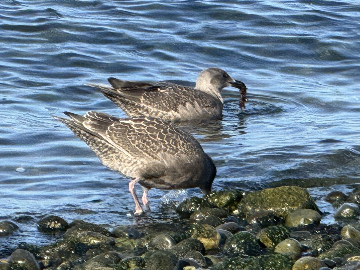 goéland ou mouette sp. - ML640061450