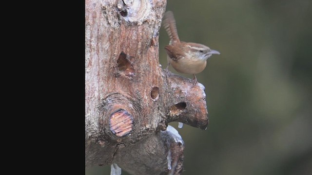 Carolina Wren - ML640061515