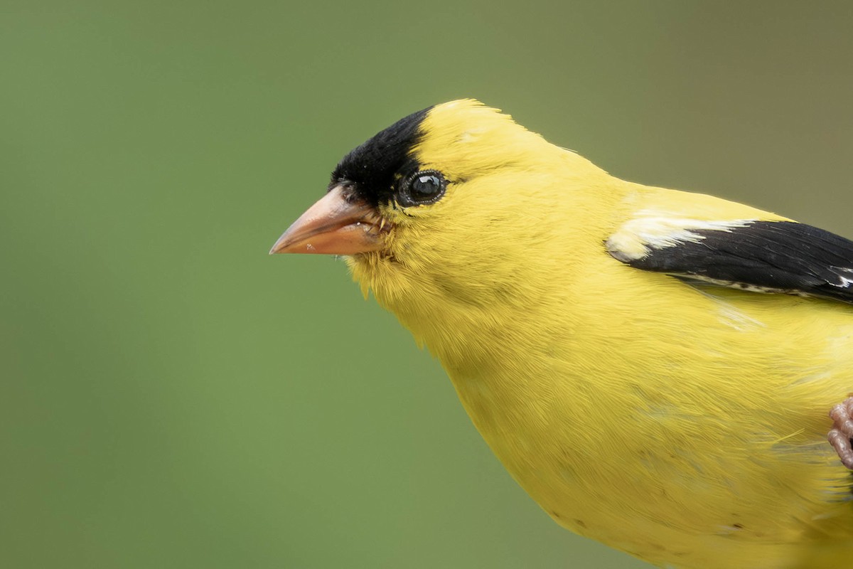 American Goldfinch - ML640061532