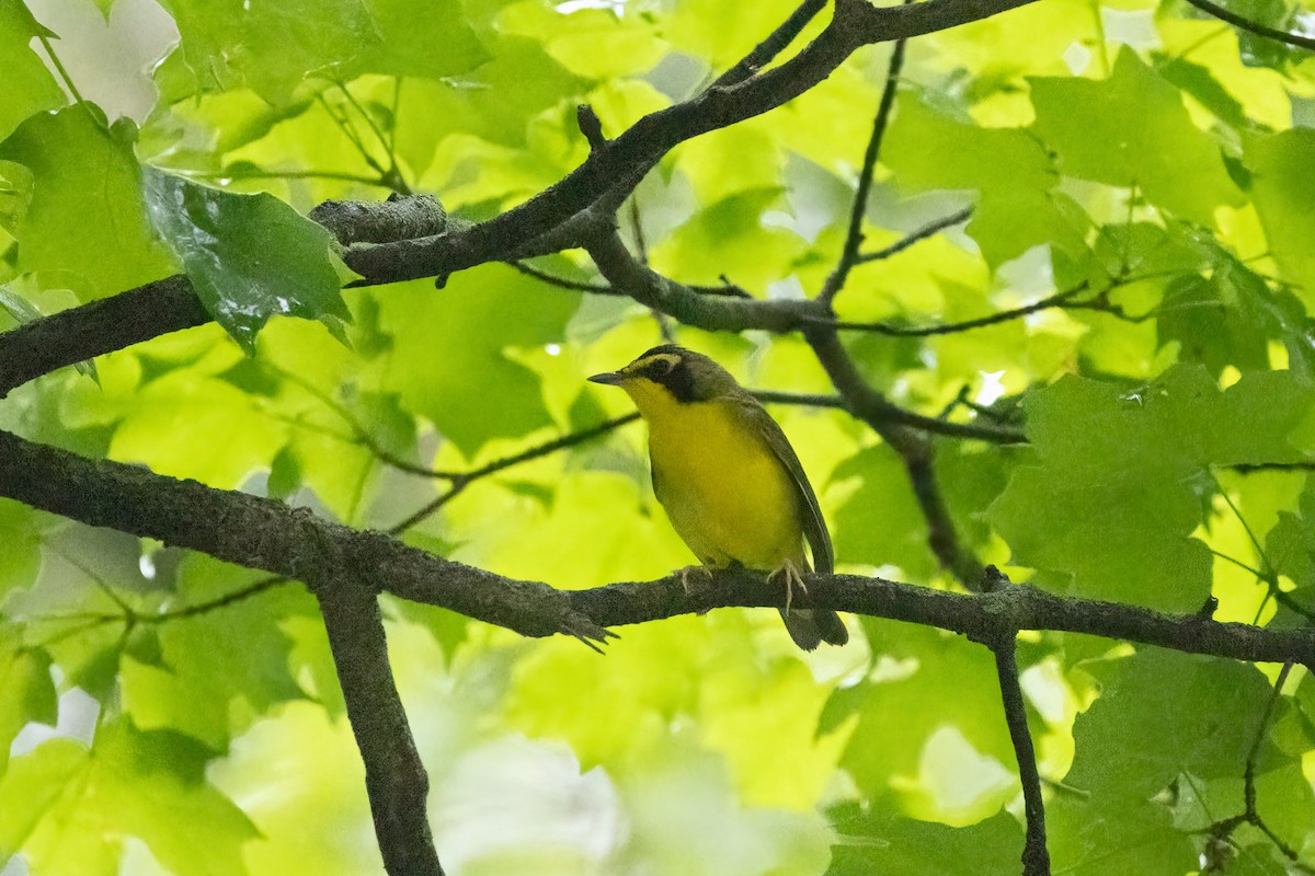 Kentucky Warbler - Kalpesh Krishna
