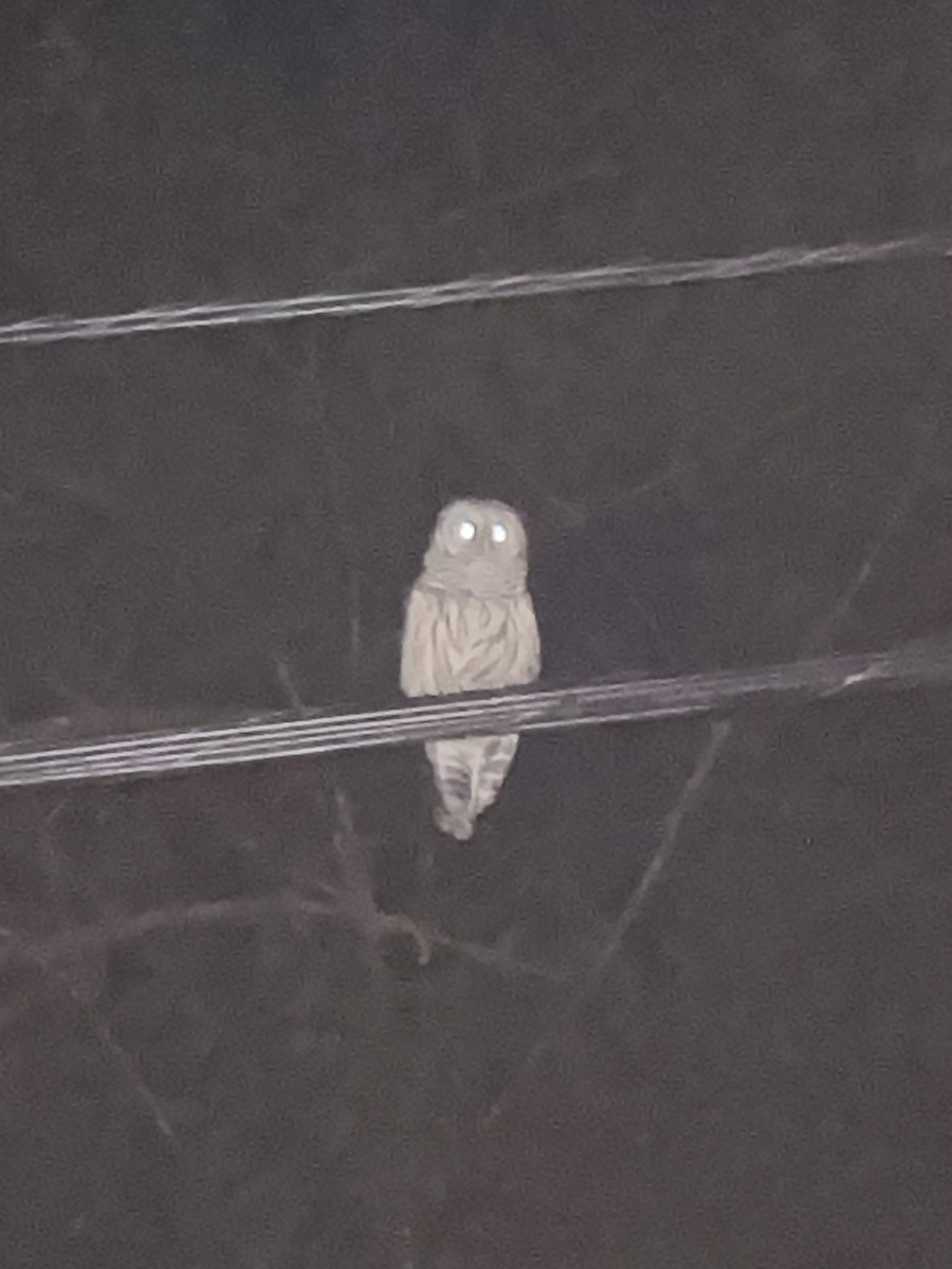 Barred Owl - ML640061673