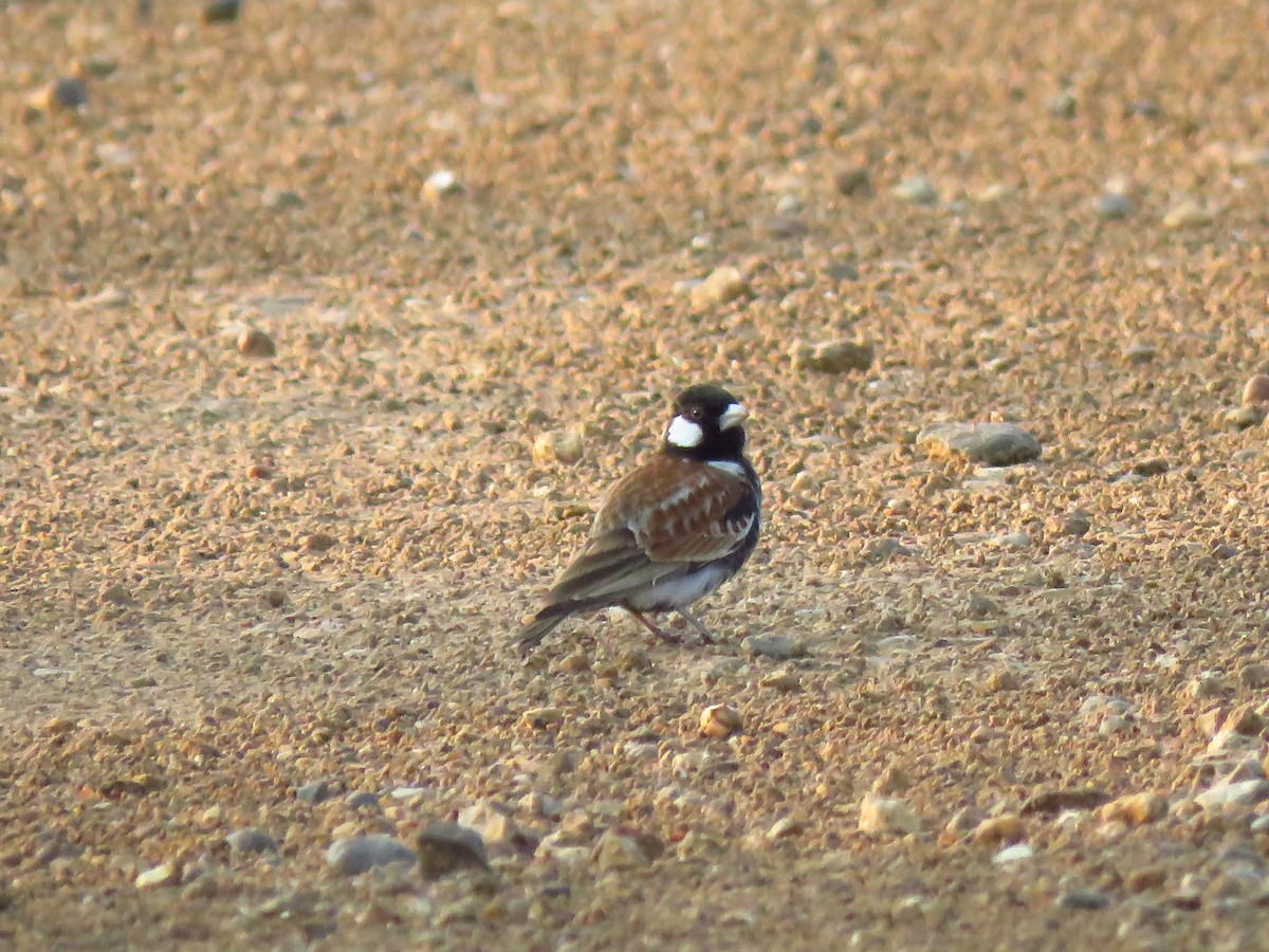 Chestnut-backed Sparrow-Lark - ML640061758