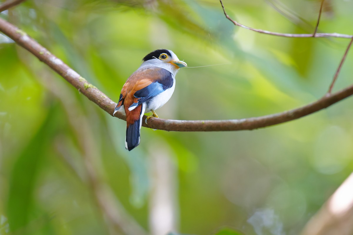 Silver-breasted Broadbill - ML640061788