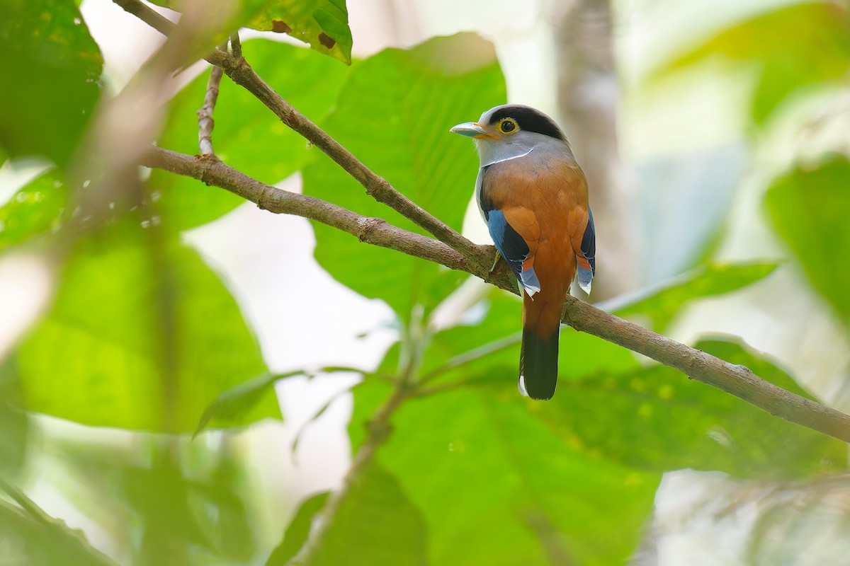 Silver-breasted Broadbill - ML640061797