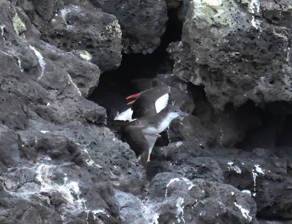 Rotschnabel-Tropikvogel - ML640061826