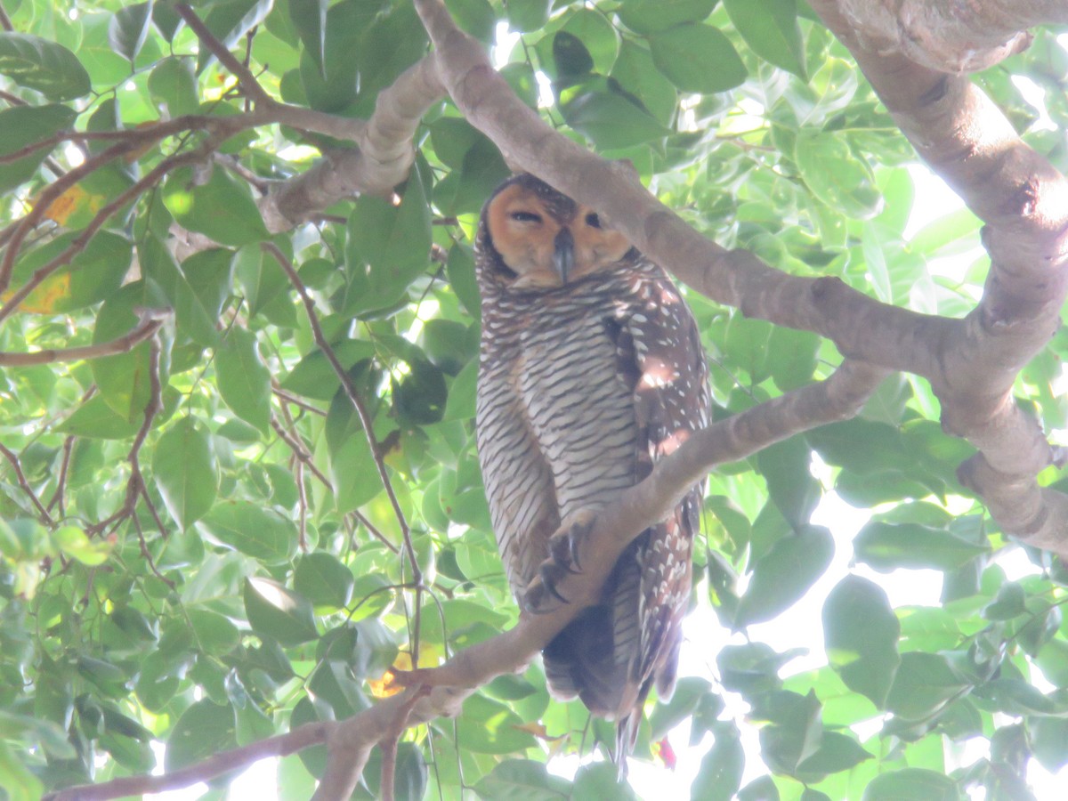 Spotted Wood-Owl - ML640061846
